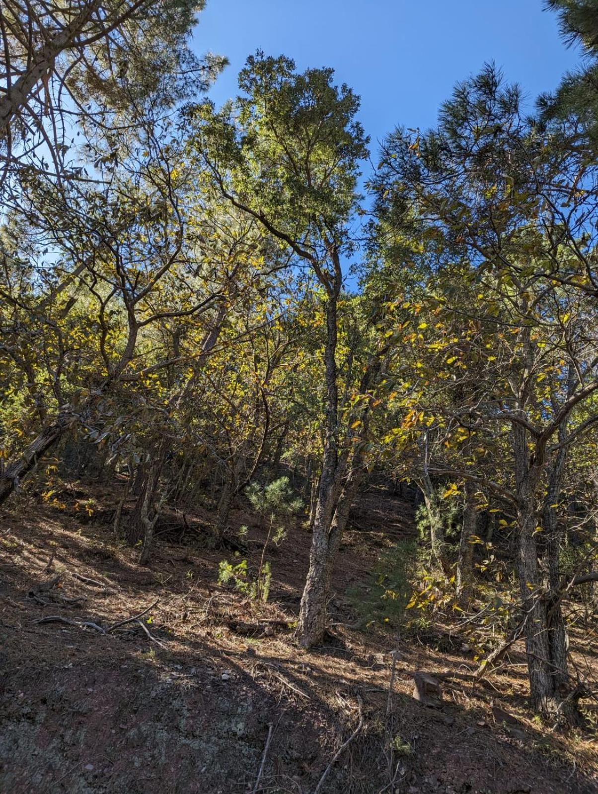 Casa Rural El Forn D'Alcudia De Veo מראה חיצוני תמונה